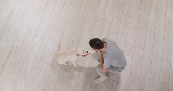 Een Man Traint Een Golden Retriever Puppy Hond Geeft Poot — Stockvideo