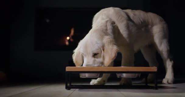 这只狗正在一个着火的壁炉前吃晚餐 宠物除夕晚宴 — 图库视频影像