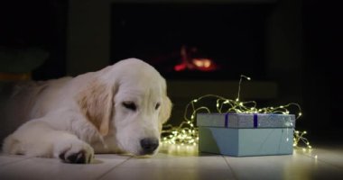 Golden retriever köpeği yanan bir şöminenin önünde bir Noel hediyesinin yanında yatıyor.