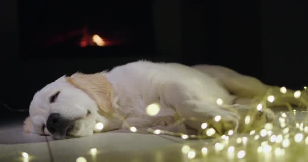 Güzel Bir Golden Retriever Çelengin Yanında Uyur Arka Planda Şöminede — Stok video