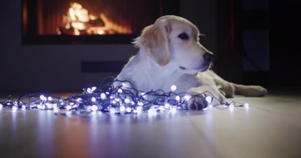 一只可爱的狗躺在节日的花环附近 在壁炉的后面生着一堆火 圣诞及新年前夕 — 图库视频影像