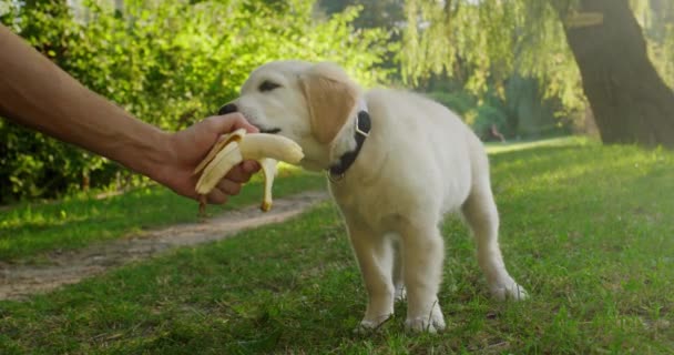 おかしいゴールデンレトリーバー子犬は所有者の手からバナナを食べます — ストック動画