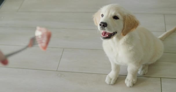 ハングリーゴールデンレトリーバー子犬は 所有者が保有するフォーク上の治療を見ています — ストック動画
