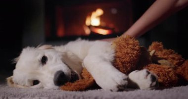 Sahibi pençelerinde oyuncak bir köpek yavrusuyla tatlı bir golden retriever köpeğiyle oynuyor. Yanan bir şöminenin arka planında.