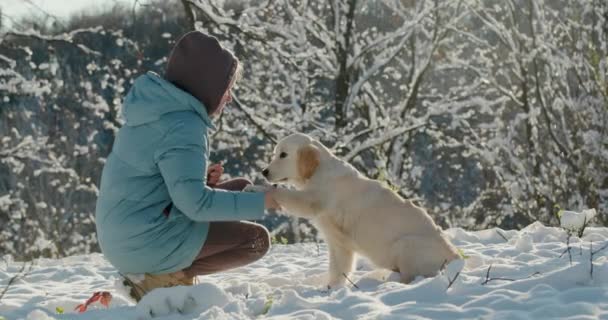 冬の公園で犬を訓練する女性 犬は飼い主に足を与えます — ストック動画