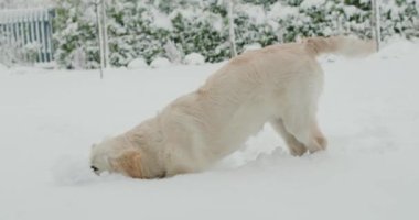 Golden Retriever köpek yavrusu ilk kez evin arka bahçesinde eğlenen, yüzünü kara daldıran karı gördü..