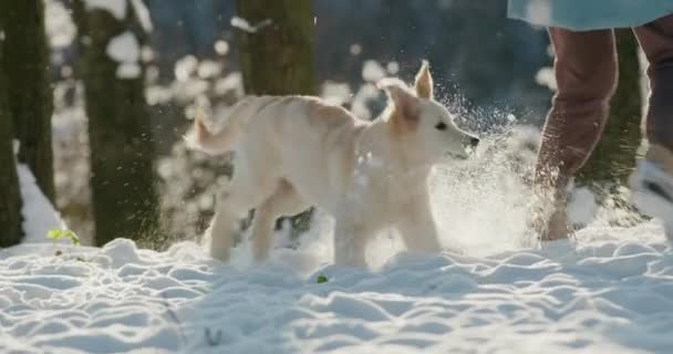 Mujer Corriendo Nieve Con Perro Pasando Buen Rato Paseo Por — Vídeos de Stock