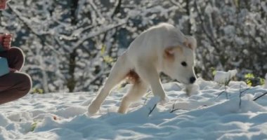 Bir köpek tüylü karlar içinde hızlı koşar, yavaş çekim video 4k.