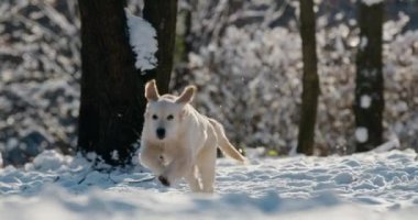 Bir golden retriever, karlı bir kış ormanında hızla koşar. Yavaş çekim 4k video.