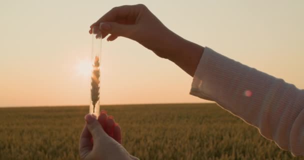 Исследователь Держит Фляжку Колосом Пшеницы Перед Солнцем — стоковое видео
