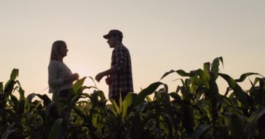 İki çiftçinin siluetleri. Gün batımında mısır tarlasının arka planında sohbet ediyoruz..
