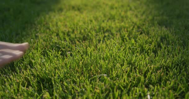 Hand Streicht Gleichmäßig Gemähtes Gras Auf Dem Rasen — Stockvideo