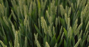 Çiftçiler gün batımında buğday kulaklarını okşar.