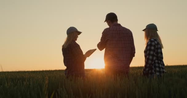 Несколько Молодых Фермеров Разговаривают Фоне Пшеничного Поля Закате Использование Планшета — стоковое видео