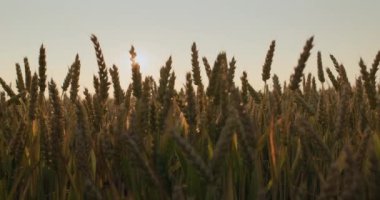 Olgun buğday kulakları gün batımında rüzgarda sallanıyor..