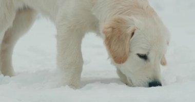 Tüylü karda kazan enerjik bir golden retriever 'ın portresi.