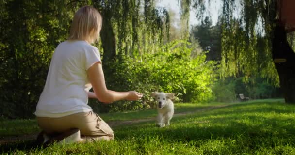 一只可爱的金毛猎犬奔向它的主人 和你最喜欢的宠物在公园里散步 — 图库视频影像