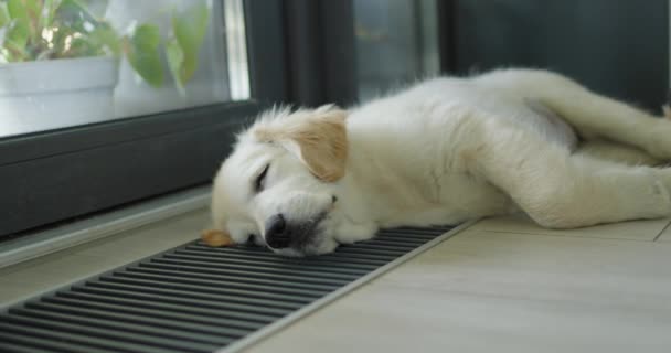 Een Schattige Puppy Slaapt Een Verwarmingsconvector Warm Gezellig Woonconcept — Stockvideo