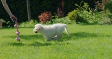 Bir çocuk tatlı Golden Retriever köpeğiyle çekiştirip duruyor. Evin arka bahçesinde eğleniyoruz..