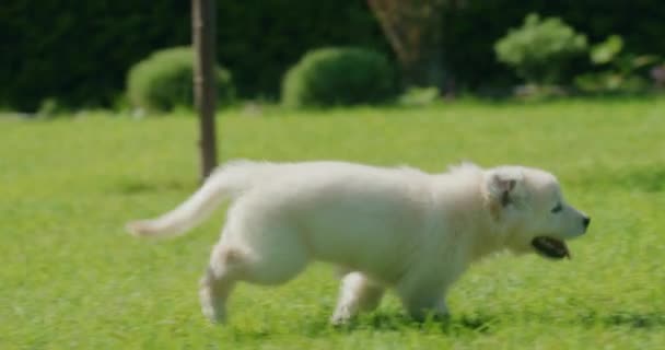 Cucciolo Golden Retriever Corre Dietro Alle Gambe Bambino Attraverso Prato — Video Stock