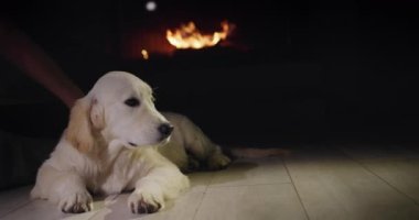 Evcil hayvan sahibi ve yanan şöminenin yanında dinlenen sevimli Golden Retriever köpeği..
