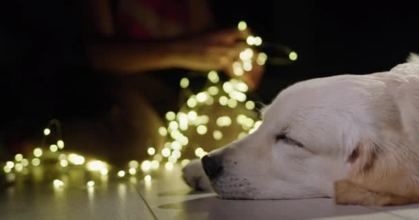 寝ている犬の肖像画 背景では 所有者は家を飾るためにガーランドを準備し 暖炉は燃えています クリスマスと新年イヴ — ストック動画