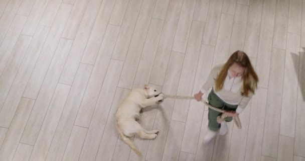 Niño Juega Con Cachorro Perro Atrapa Una Cuerda Vista Desde — Vídeo de stock
