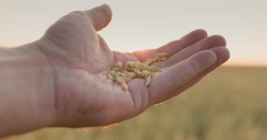 Bir avuç buğdayla mastürbasyon yapan bir adam güneşe yükselir. Tarlasında çiftçilik yapan.
