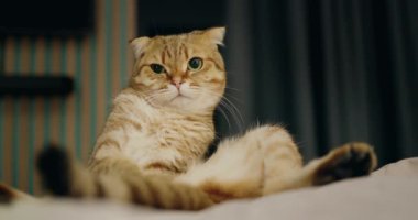 A funny red cat sits on his butt on the edge of the bed. He has a sleepy and surprised face.