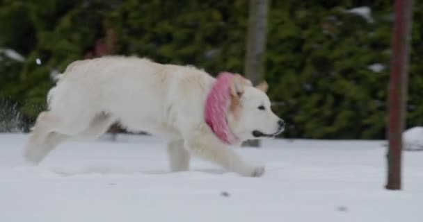 Golden Retriever Scarf Runs Snow Backyard House Rejoicing Coming Winter — Stock Video