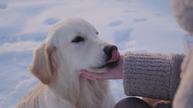 Kadınların elleri sevimli bir golden retriever 'ı okşuyor, bir kış parkında evcil bir hayvanla yürüyor..