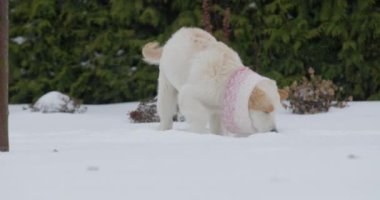 Eşarplı komik golden retriever evin arka bahçesindeki karda oynuyor. Yavaş çekim videosu