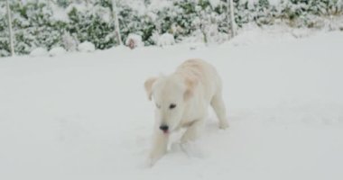 Genç bir Golden Retriever köpeği ilk kez evin arka bahçesindeki karda oynarken kar gördü.