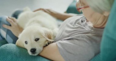 Yaşlı bir kadının kollarında oturan tatlı Golden Retriever köpeği..