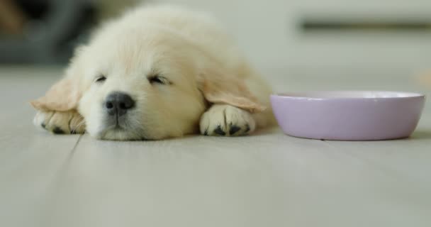小金毛猎犬睡在他的饭碗旁边 — 图库视频影像