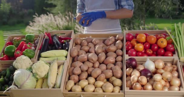 Salesman Wearing Gloves Arranges Seasonal Vegetables Farmers Market Counter — Stock Video