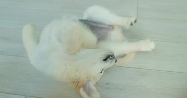 Kuyruğuyla oynayan komik Golden Retriever köpeği. Hayvanlı komik videolar.