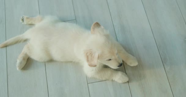 Funny Golden Retriever Puppy View — Stock Video