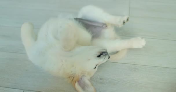 Kuyruğuyla Oynayan Komik Golden Retriever Köpeği Hayvanlı Komik Videolar — Stok video