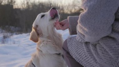 Kadınların elleri sevimli bir golden retriever 'ı okşuyor, bir kış parkında evcil bir hayvanla yürüyor..