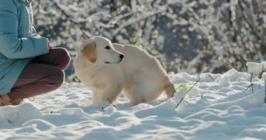 Enerjik Golden Retriever karda sahibine doğru koşuyor, kış parkında eğlenceli bir yürüyüş yapıyor..