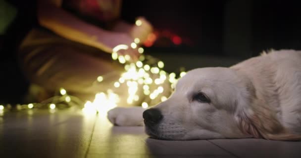 Pet Proprietário Está Desvendando Uma Grinalda Festiva Cão Está Respirando — Vídeo de Stock