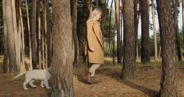犬を飼っている女性が森の背の高い松の間を歩きます — ストック動画