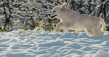 Bir Golden Retriever köpeği karlı bir parkta koşuyor. Yavaş çekim videosu.