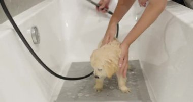 Golden Retriever 'ın şirin bir köpeği banyo küvetinde yıkanır, duş hortumundan su akar..
