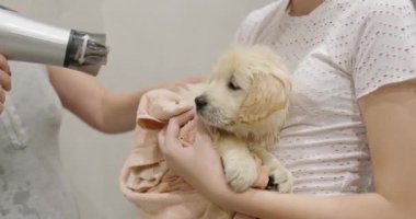 Golden retriever 'ın küçük bir yavrusu banyo yaptıktan sonra saç kurutma makinesiyle kurutulur..