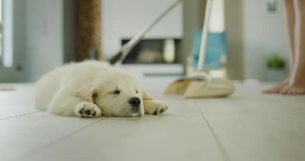 Hundägare Sveper Golvet Golden Retriever Valp Sover Förgrunden Rengöring Husdjur — Stockvideo