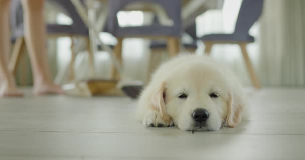 女性がキッチンで床を掃除している ゴールデンレトリーバーのかわいい子犬の前景がナッピングしている — ストック動画