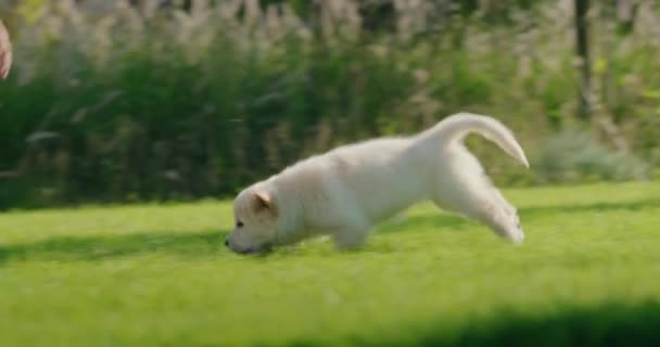 리트리버의 장난스러운 강아지는 뒤뜰에있는 잔디밭에있는 아이들 실행됩니다 슬로우 비디오 — 비디오