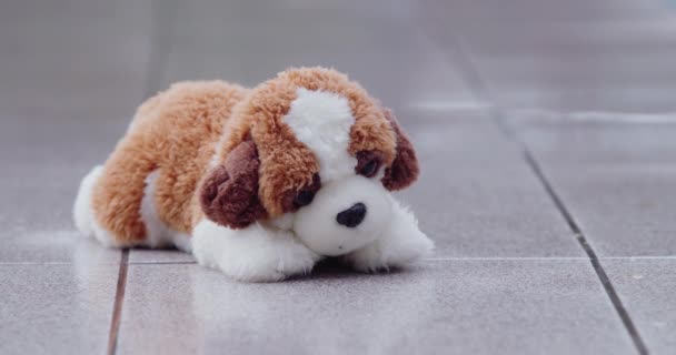 Plush Puppy Gets Wet Rain Backyard House — Stock Video